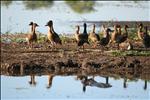 Nearest... - Yellow River - Kakadu National Park